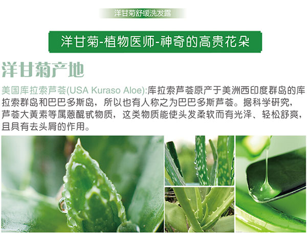 洋甘菊.jpg 洋甘菊.jpg