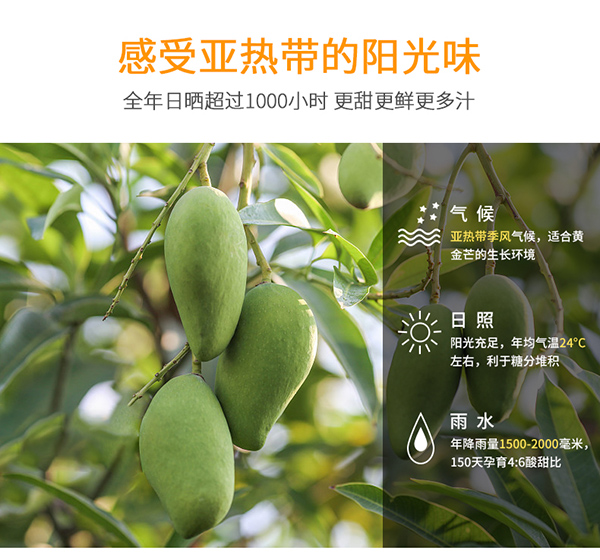 巴瑪熊芒果干 (8).jpg