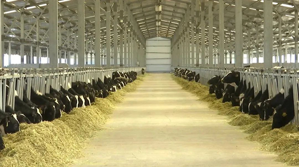 譜華威乳業(yè)集團(tuán)奶牛養(yǎng)殖牧場(chǎng)第三批奶牛入園成功3.jpg 譜華威乳業(yè)集團(tuán)奶牛養(yǎng)殖牧場(chǎng)第三批奶牛入園成功3.jpg