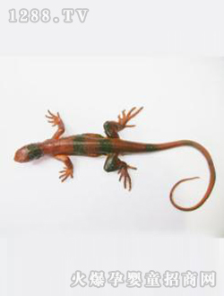 ��������ڻ�